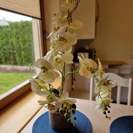 Linos Apartamentai *