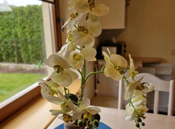 Linos Apartamentai *